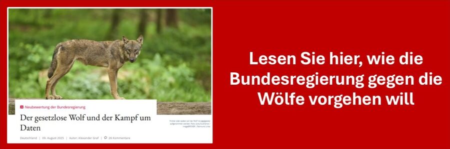 Wolfsbestand soll reduziert werden.