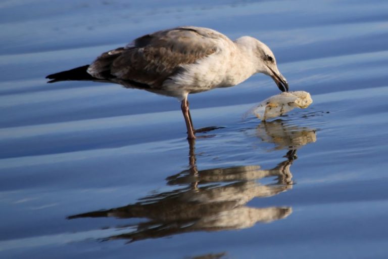 Möwe mit Plastikmüll