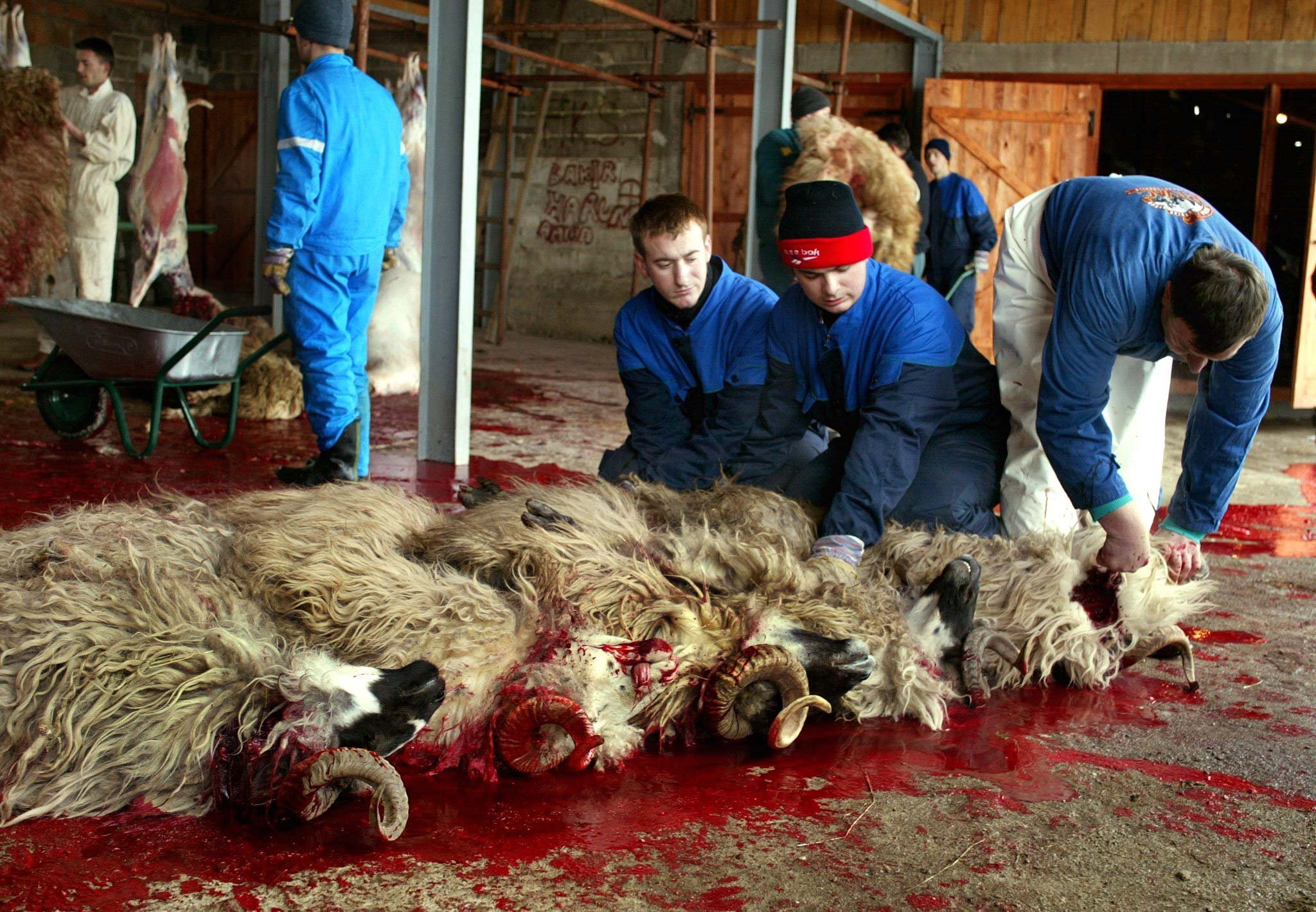 Beim Schächten wird den Tieren ohne Betäubung durch einen Halsschnitt getötet (Archivbild) Foto: picture-alliance / dpa | epa Fehim Demir