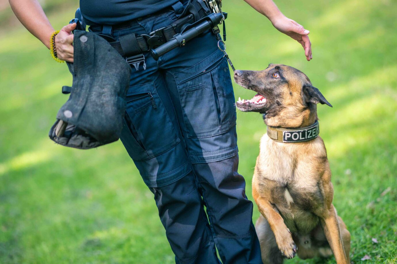 Polizeihund-Ausbildung