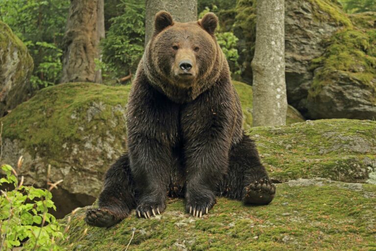 Um Braunbären nicht zu diskriminieren, gendert man bei den Öffentlich-Rechtlichen lieber (Symbolbild) Foto: picture alliance / blickwinkel/S. Meyers | S. Meyers