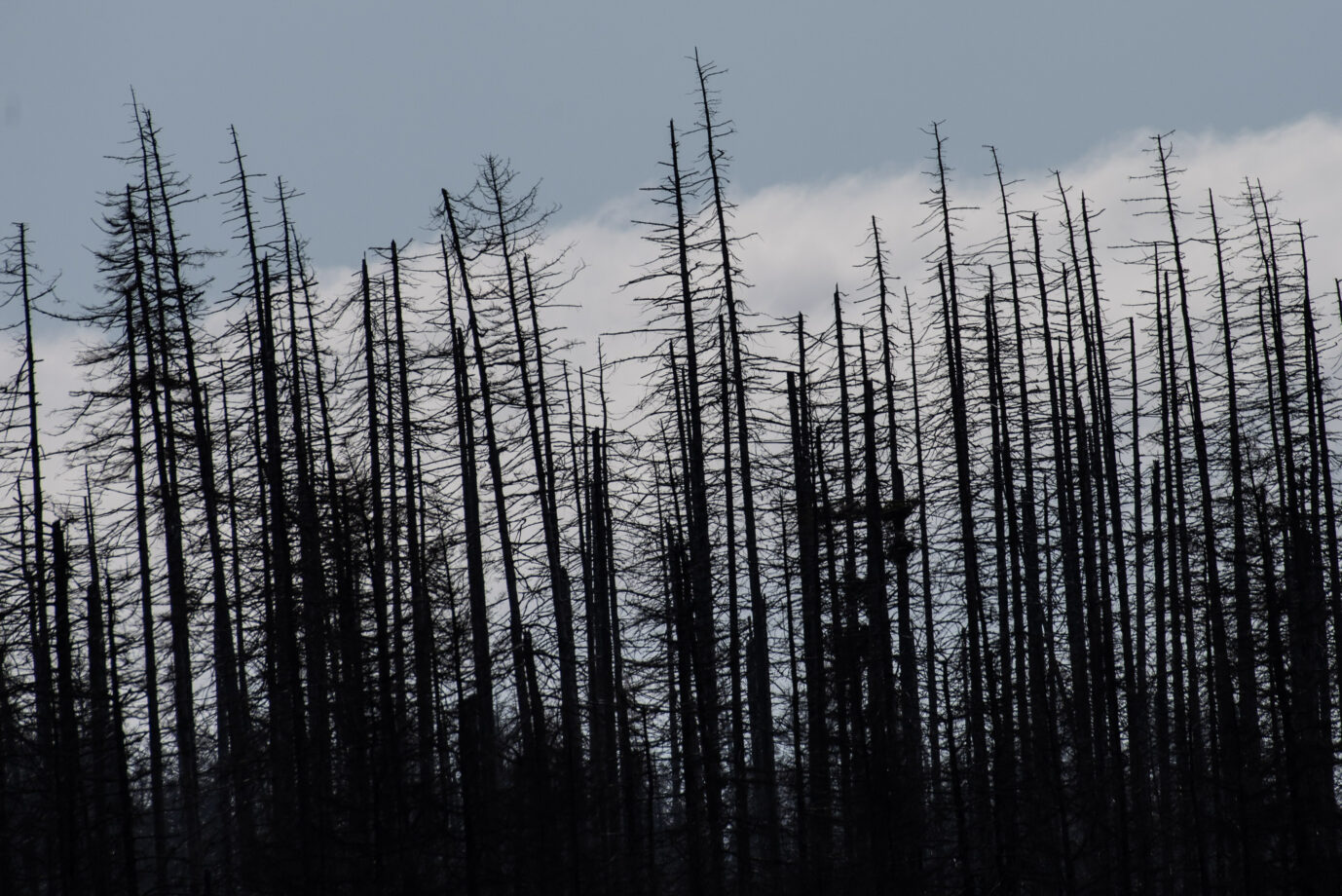 Abgestorbene Fichten im Harz: Nach der Plünderung der Baumbestände durch die Engländer 1945 versprachen Fichten schnellen Wuchs Foto: picture alliance/dpa | Swen Pförtner