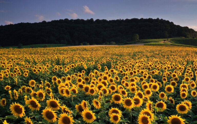 Feld mit Sonnenblumen: Laiendarsteller aus dem grünen Milieu helfen bei den Öffentlich-Rechtlichen gerne mal aus
