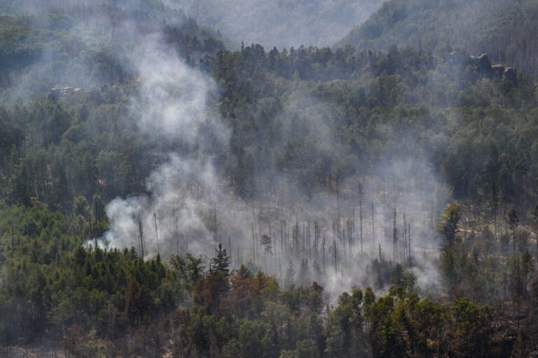 Waldbrand im Nationalpark Sächsische Schweiz: Totes Holz ist eine Art natürlicher Brandbeschleuniger