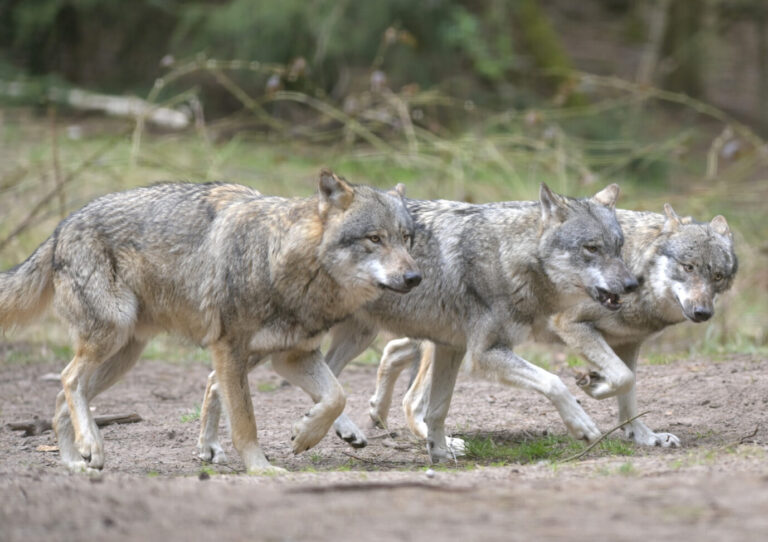 Der Wolf ist in Deutschland wieder heimisch, sein Bestand wächst Foto: picture alliance/dpa/dpa-Zentralbild | Soeren Stache