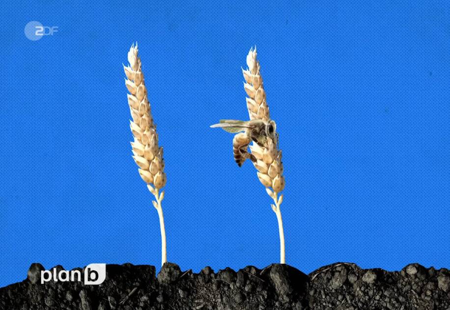 Die Information des ZDF, Bienen würden Weizen bestäuben, ist nicht korrekt