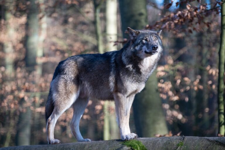Die bayerische Landesregierung will die Jagd auf den Wolf erleichtern, weil sie um Weidevieh und Touristen fürchtet Foto: picture alliance/dpa/dpa-Zentralbild | Soeren Stache