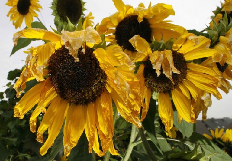 Vertrocknete Blumen lassen die Köpfe hängen. Es welkt bei den Grünen