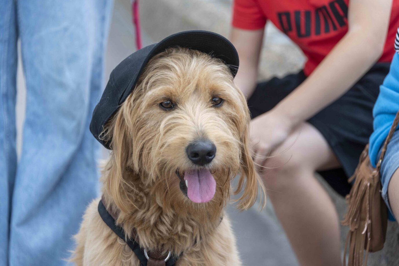Ein besonders modebewußter Hund: Ob sein Herrchen oder Frauchen auch eine Baskenmütze trägt? Und deswegen laut der taz schon Rassist ist? Foto: picture alliance / dpa-Zentralbild | Stephan Schulz