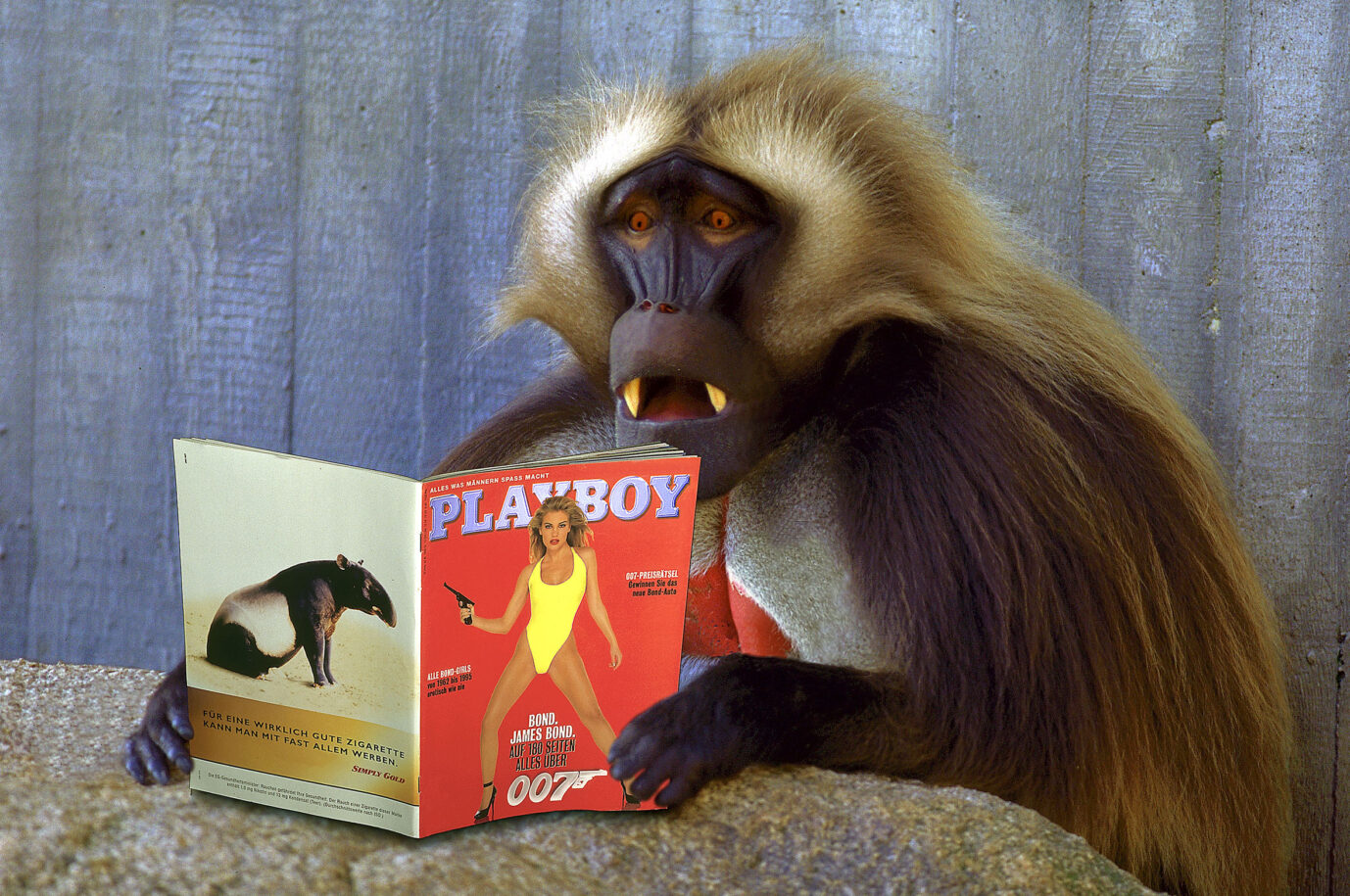 Ein Affe liest ein Konkurrenzmagazin, wie ein Mensch.