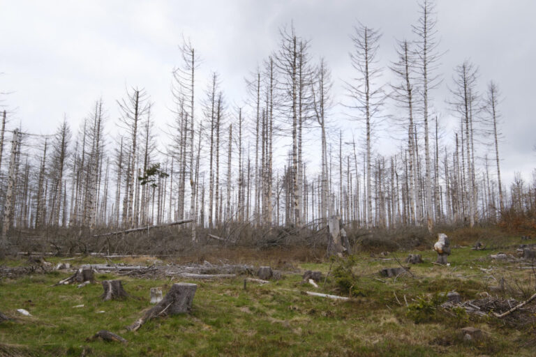 Tote Bäume, soweit das Auge reicht: Der Wald im Nationalpark Harz ist tot.