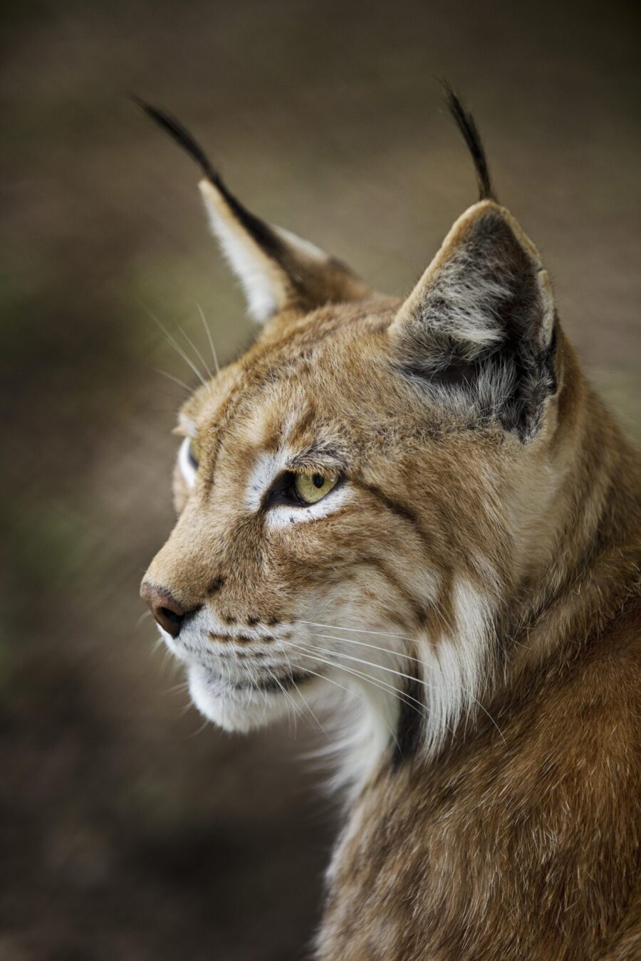 Eurasischer Luchs (Lynx lynx), Nordluchs Portrait, captive im Tierpark Sababurg, Hofgeismar, Reinhardswald, Hessen, Deutschland, Europa