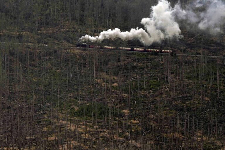Eine Eisenbahn fährt an toten Bäumen im Harz – das Waldsterben hierzulande ist eine bittere Realität Foto: picture alliance / ASSOCIATED PRESS | Matthias Schrader