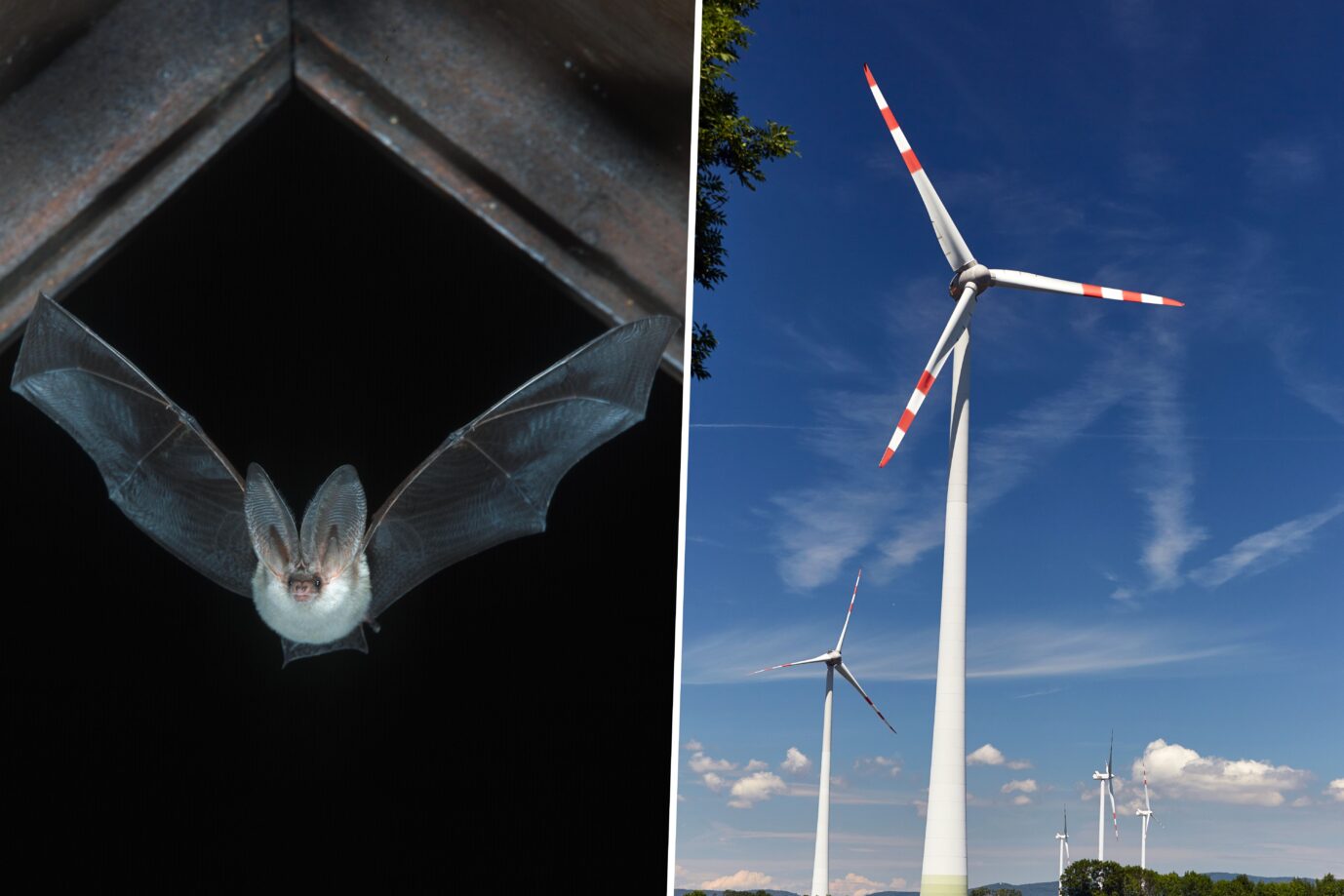Der Artenschutz spielt in Deutschland eine immer geringere Rolle. Stattdessen werden unzählige Windräder errichtet, die zum Beispiel für Fledermäuse sehr gefährlich sind.