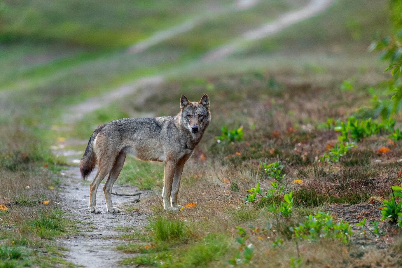 Der Wolf kreuzt immer häufiger den Weg des Menschen, wenn er seine Scheu verliert.