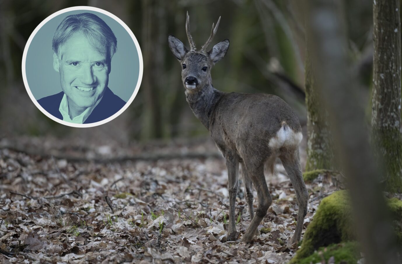 Einfach nicht zu fassen: Der Rehbock dreht dem Verfassungsschutz eine lange Nase.