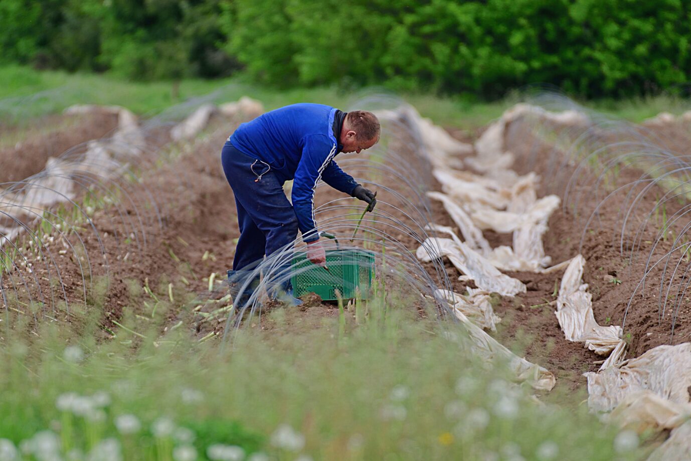 Insbesondere für die Spargelernte wäre eine Mindestlohnerhöhung fatal, klagen Landwirte.