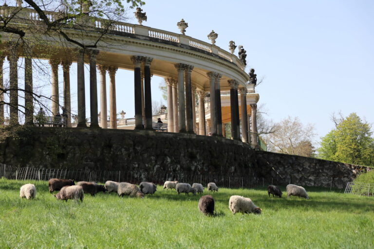 Auf einer grünen Wiese weiden mehrere Schafe, dahinter ist ein Gebäude mit antiken Säulen zu sehen – es handelt sich um einen Teil des preußischen Schloßes oder Palast Sanssouci in Potsdam in Brandenburg, Symbolbild für "Friede den Palästen"