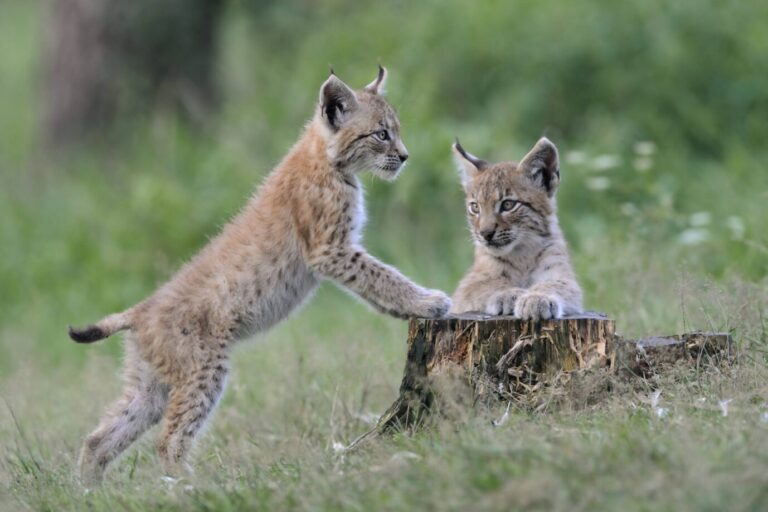 Eurasischer Luchs Lynx lynx zwei verspielte Jungtiere, Nordrhein-Westfalen, Deutschland, Europa Eurasian Lynx Lynx lynx two playful cubs, North Rhine-Westphalia, Germany, Europe Copyright: imageBROKER/RalfxKistowski iblcrr13568235.jpg Bitte beachten Sie die gesetzlichen Bestimmungen des deutschen Urheberrechtes hinsichtlich der Namensnennung des Fotografen im direkten Umfeld der Veröffentlichung