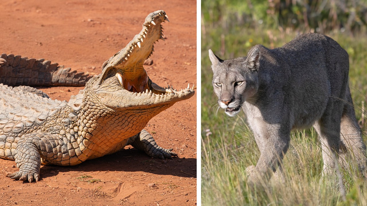 In Deutschland sind im Sommerloch wieder die Raubtiere los: Links ein Alligator und rechts ein Puma.