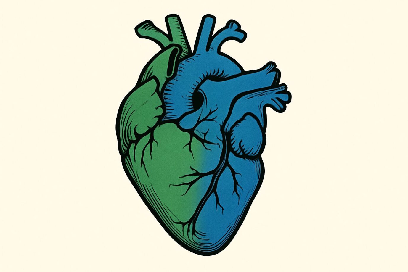 Illustration eines menschlichen Herzens, stilisiert dargestellt: Die linke Hälfte ist grün, die rechte blau eingefärbt. Das Bild symbolisiert die Debatte um Organspende unabhängig von politischer Gesinnung. Vor hellem Hintergrund heben sich die Farben klar ab. Die Darstellung dient als visuelles Sinnbild für politische Neutralität bei der Organvergabe. Eine Grüne-Kommunalpolitikerin fragt, ob auch AfD-Wähler Organe erhalten sollen: Die Netzgemeinde sagt ja. Foto: KI-generiert mit DALL·E / OpenAI