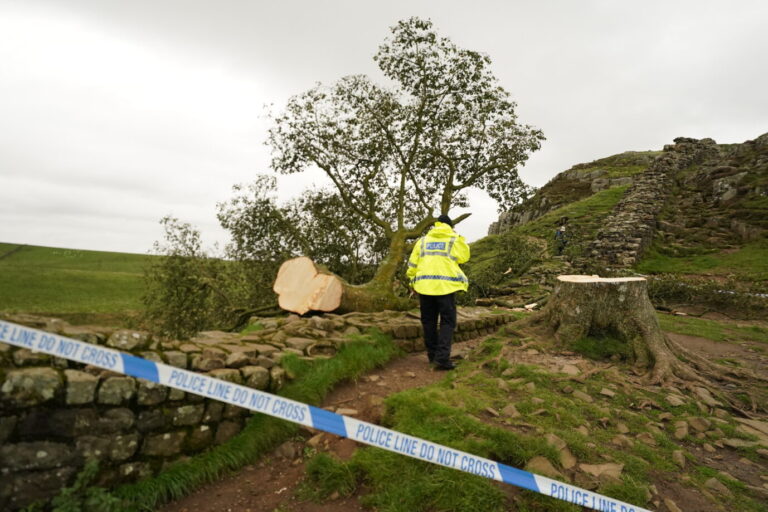 Sycamore Gap Baum gefällt. Menschen betrachten den Baum in Sycamore Gap, in der Nähe des Hadrianswalls, in Northumberland, der über Nacht gefällt wurde, nachdem er „absichtlich gefällt wurde“, so die Northumberland National Park Authority. Bilddatum: Donnerstag, 28. September 2023. Der Baum wurde durch den Schauspieler Kevin Costner berühmt, der ihn 1991 in seinem Film Robin Hood: Prinz der Diebe zeigte. Die Polizei erklärte, sie untersuche, ob eine Straftat begangen worden sei, nachdem am Donnerstagmorgen Bilder aufgetaucht waren, auf denen der Baum auf der Seite an der Mauer lag, nachdem er offenbar gefällt worden war. Ein Polizist am Tatort des gefällten „Robin-Hood-Baums“: Die Täter erhalten eine Haftstrafe. Foto: picture alliance / empics | Owen Humphreys