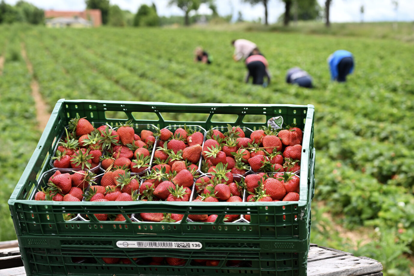 Erdbeeren lassen sich nur per Handarbeit ernten, was Folgen für den Preis hat (Archivbild).
