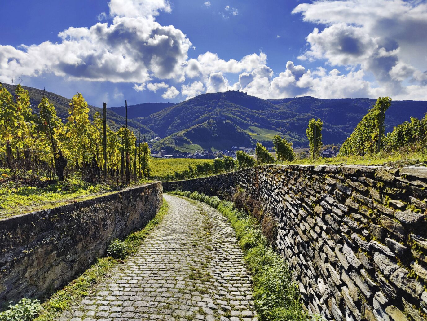 Ein Weinanbaugebiet in Bernkastel-Kues: Die JF macht sich auf eine Reise durch das Moselland. Foto: IMAGO / imagebroker