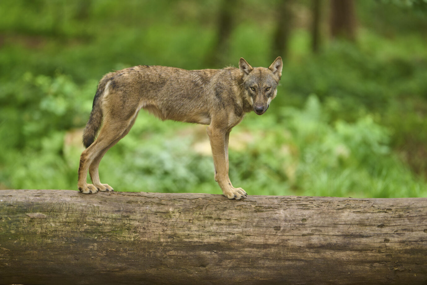 Früher oder später soll der Wolf ins Jagdgesetz aufgenommen werden.