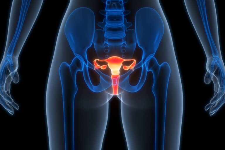Eine 3-D-Illustration des Reproduktionssystems von gebärfähigen Personen, also Frauen.