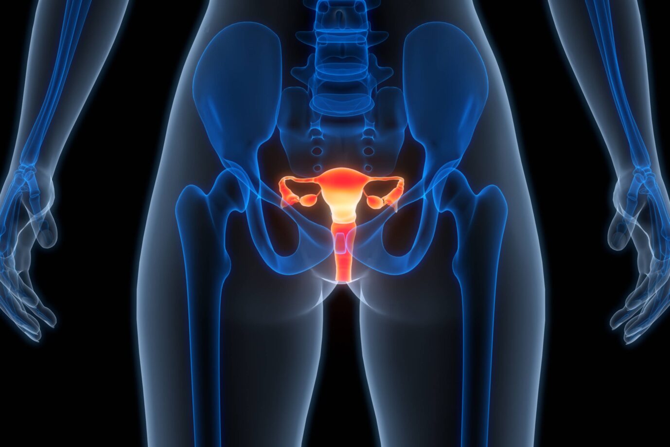 Eine 3-D-Illustration des Reproduktionssystems von gebärfähigen Personen, also Frauen.