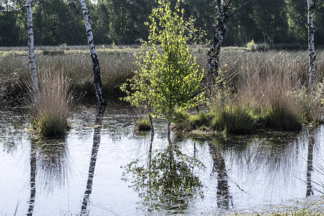 Ein Moor im Emsland: Verteidigung gegen Iwan? Foto: IMAGO / imagebroker