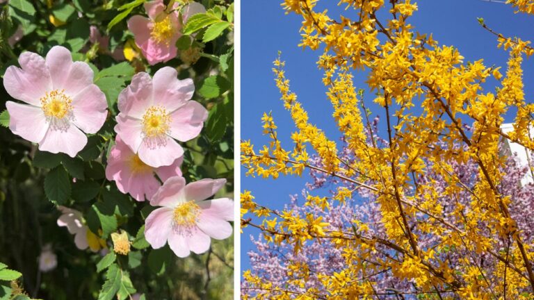 Blühende Hagebutte (links) und Forsythie: Macht sich der Baumarkt strafbar?