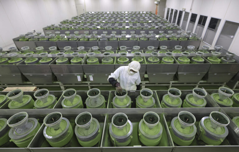 Das Geschäft mit Matcha-Tee ist ein lukratives Geschäft in Japan, mit aufwendiger Produktion.