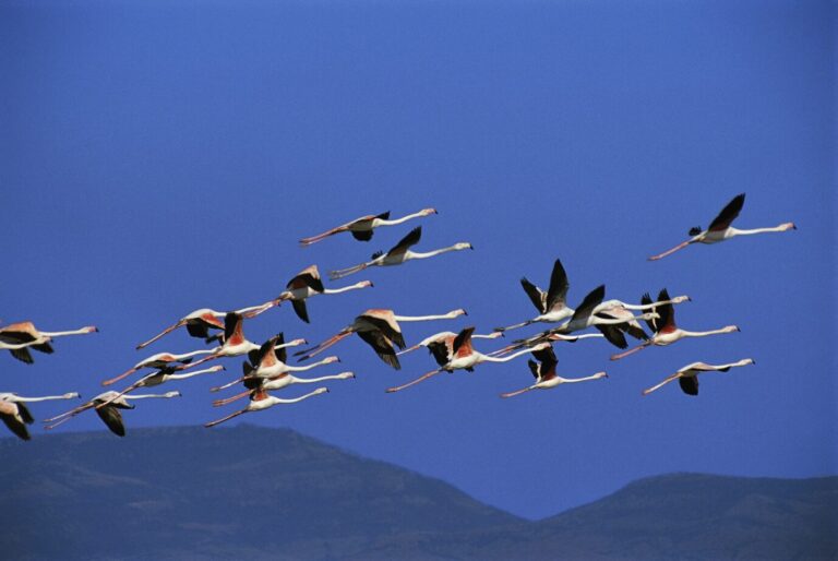 Diese Aufnahme zeigt einen Schwarm Flamingos am Stagno di Mistras bei Oristano. Die Stagnos, die Lagunen- und Küstenseen in Sardinien, bieten den Flamingos einen idealen Lebensraum mit ihrem Gemisch aus Salz- und Süßwasser. Ein Großteil der Vögel macht auf Sardinien Zwischenstation auf ihrem Weg in den Süden, andere leben ständig hier. Flamingos über dem Stagno di Mistras bei Oristano auf Sardinien: Viele Deutsche zieht es beim Auswandern in den Süden Europas. Foto: picture-alliance / DUMONT Bildarchiv | Tobias Hauser