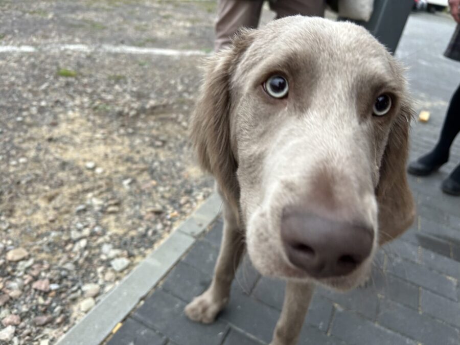 Süßer Hund guckt süß