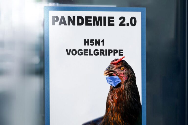 Kommt eine neue „Pandemie“? Die Warnungen vor der Vogelgrippe werden lauter.