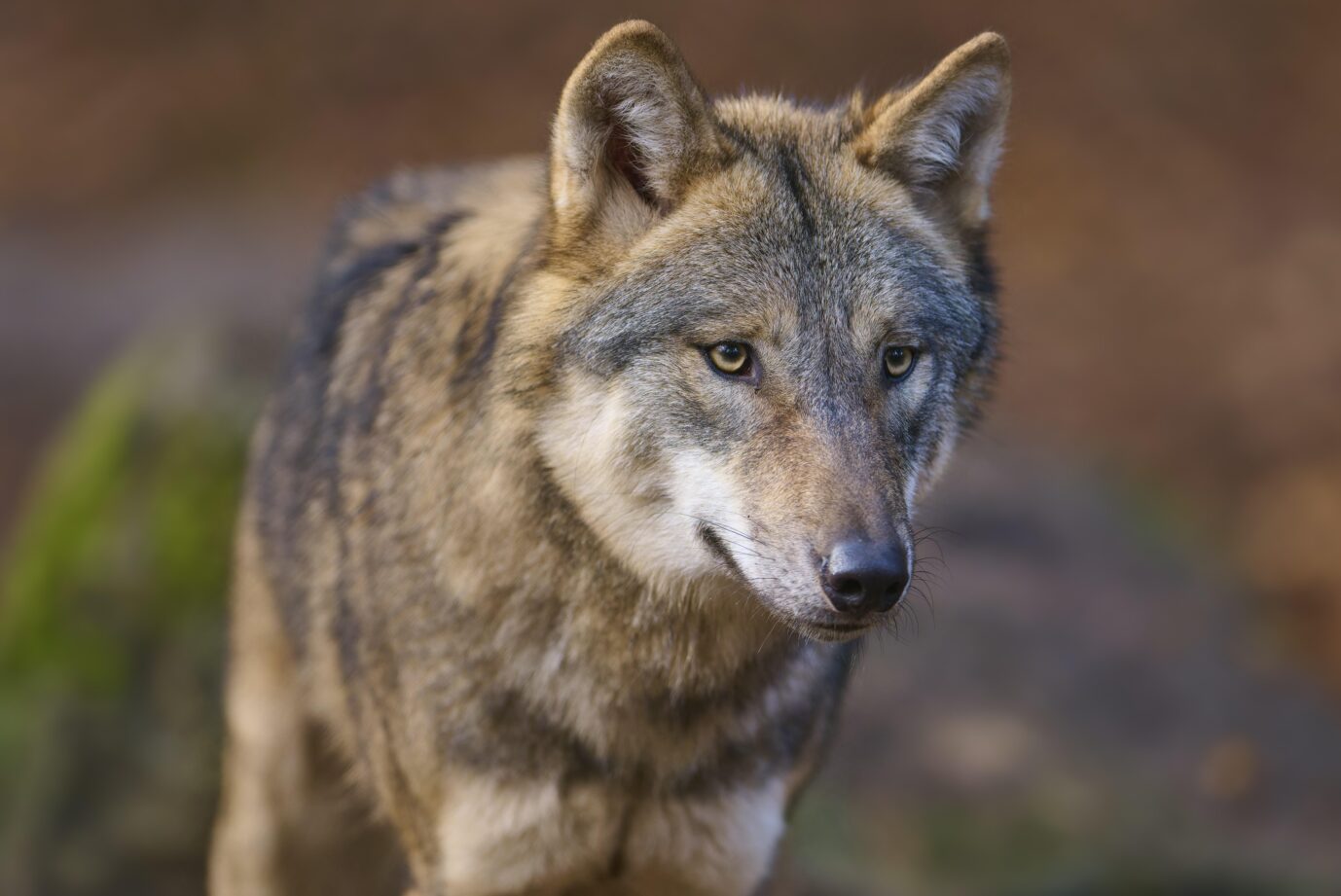 Täuschungsmanöver: Der Wolf wurde weder erschossen noch stammt er aus Bayern.