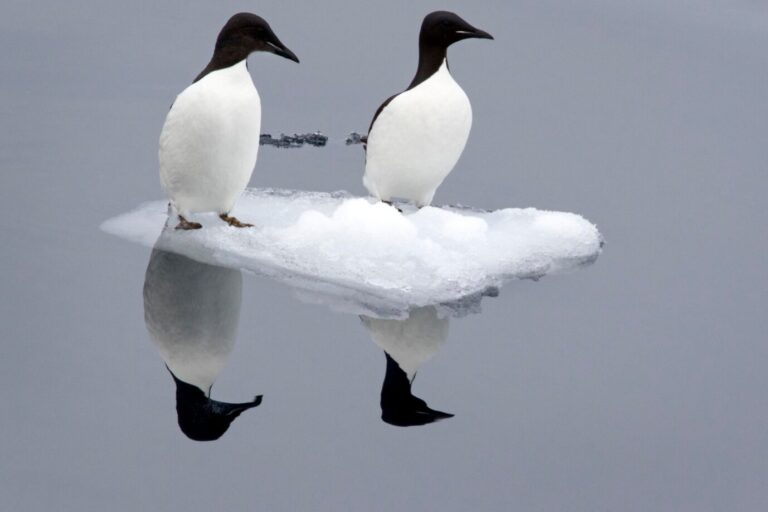 Dickschnabellummen (Uria lomvia) sitzen auf kleiner Eisscholle und spiegeln sich im Wasser, Spitzbergen, Norwegen, Europa. Aktuell gibt es viele Diskussionen Zum Thema Klima.