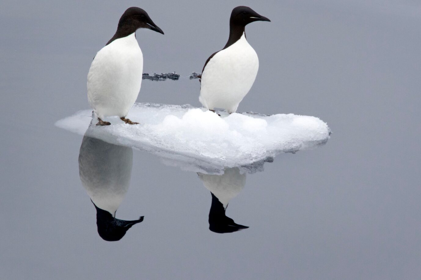 Dickschnabellummen (Uria lomvia) sitzen auf kleiner Eisscholle und spiegeln sich im Wasser, Spitzbergen, Norwegen, Europa. Aktuell gibt es viele Diskussionen Zum Thema Klima.