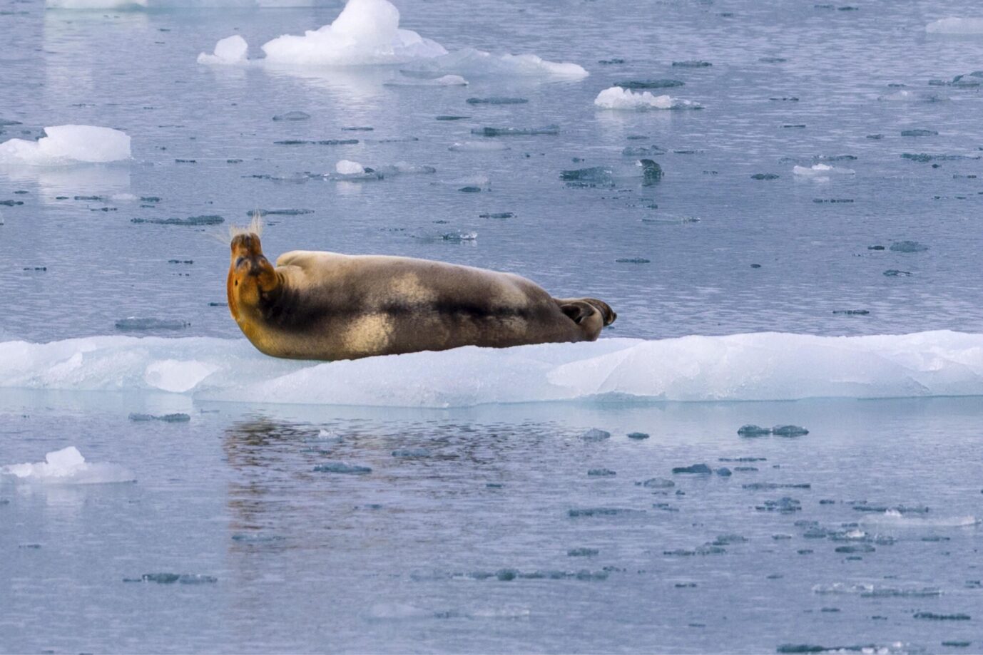 Das Bild zeigt eine Robbe auf einer Eisscholle. Es ist ein Symbolbild für einen Text zur Klimapolitik.