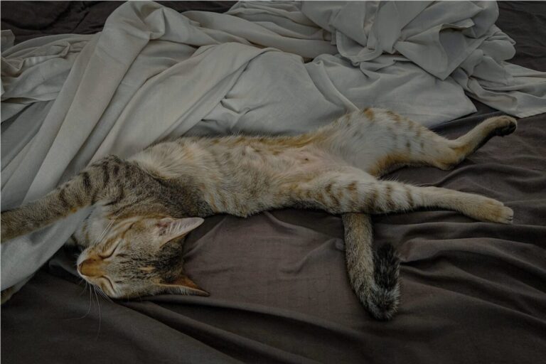 Katzi versteht, wie Müßiggang funktioniert: Eine Katze schläft in einem Bett (Symbolbild).