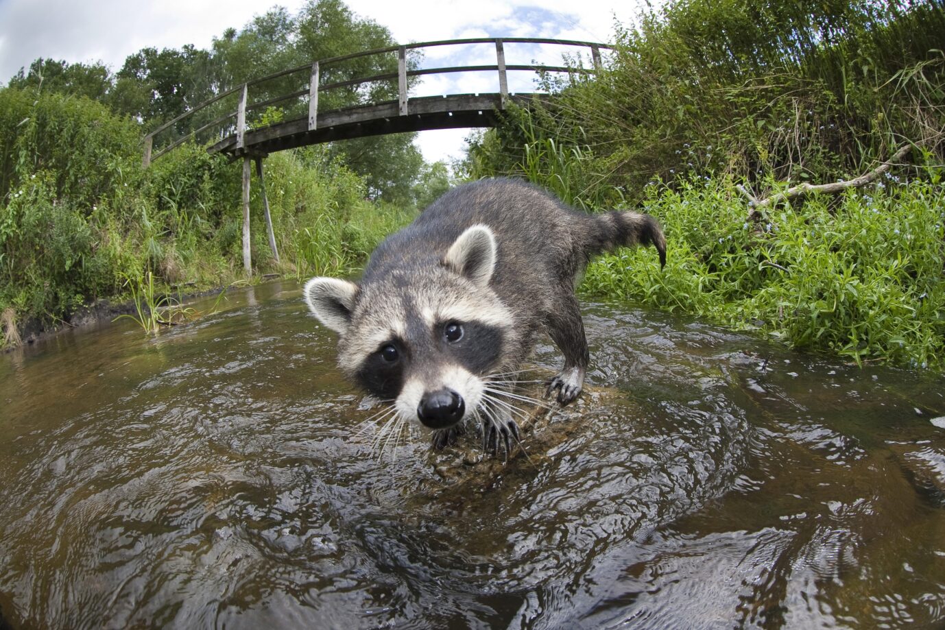 Tierwelt Wird der Waschbär kuschelig?