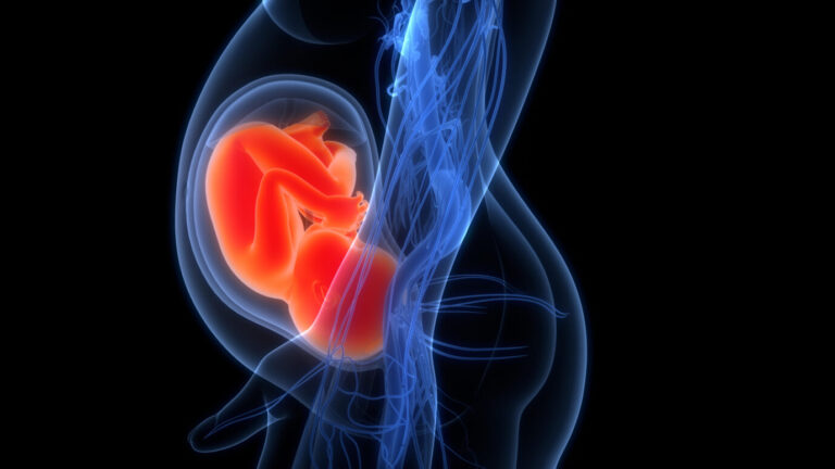3D-Illustration eines menschlichen Fötus (Symbolbild): Die EU sagt dem Lebensschutz den Kampf an.