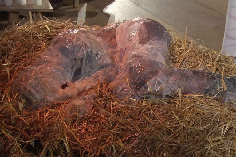 Ein in Reispapier umwickelter Mann als Christkind-Ersatz: Diese Heilige Messe im ARD-Fernsehen sorgte für hunderte Beschwerden. (Themenbild)