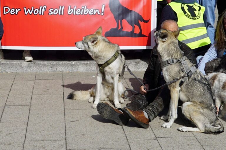 Das Bild zeigt eine Demonstration für den Artenschutz vom Wolf.