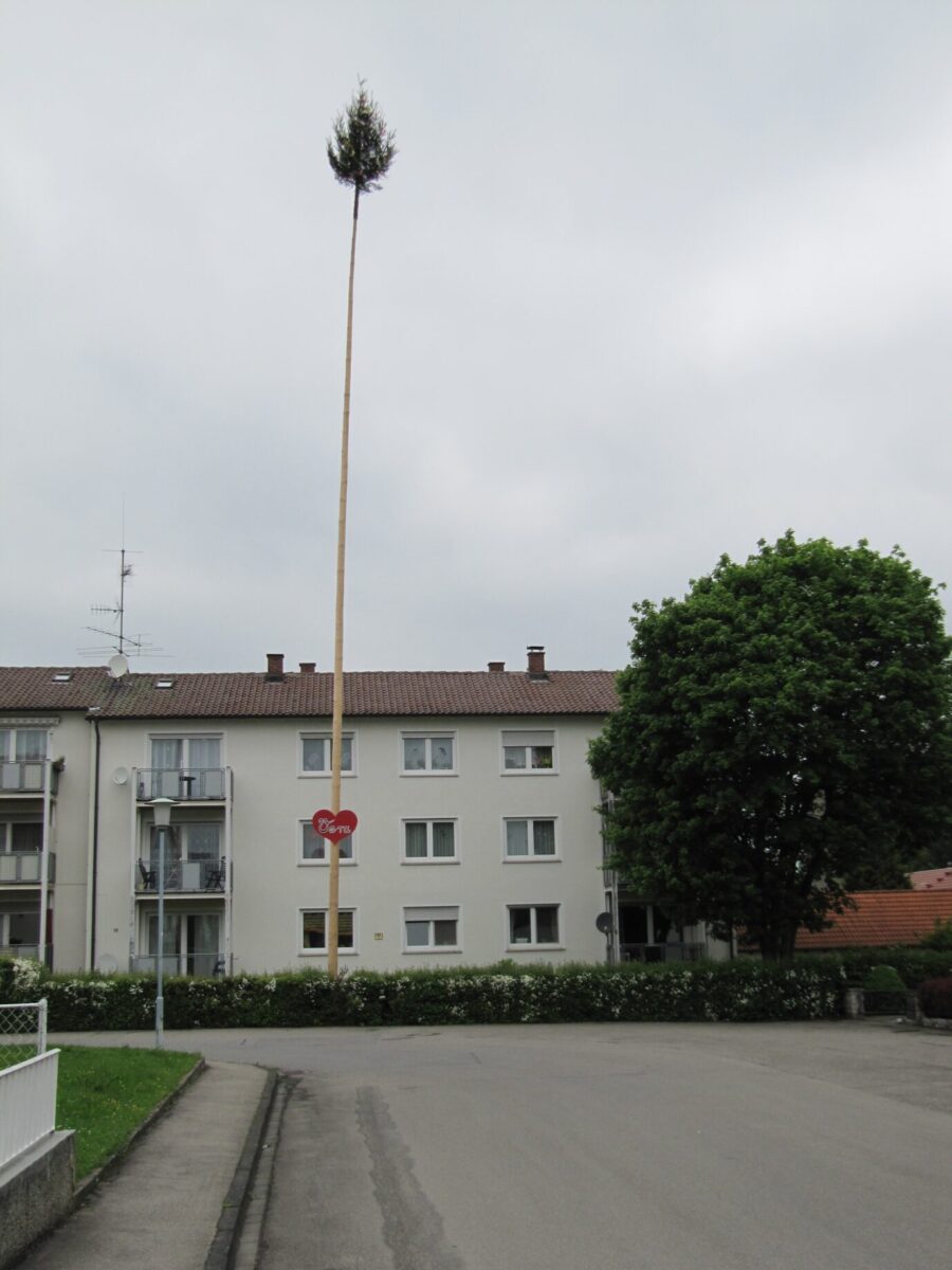 Ein Liebesmaien-Baum wurde an Haus einer Frau aufgestellt. Foto: Gemeinfrei