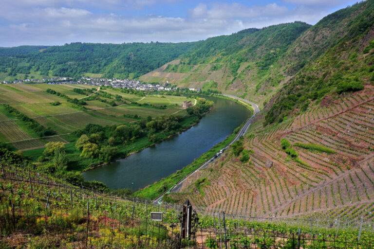Grüne Hänge mit Weinreben daran: Calmont Klettersteig an der Moselschleife bei Bremm und Eidiger-Eller in Rheinland-Pfalz