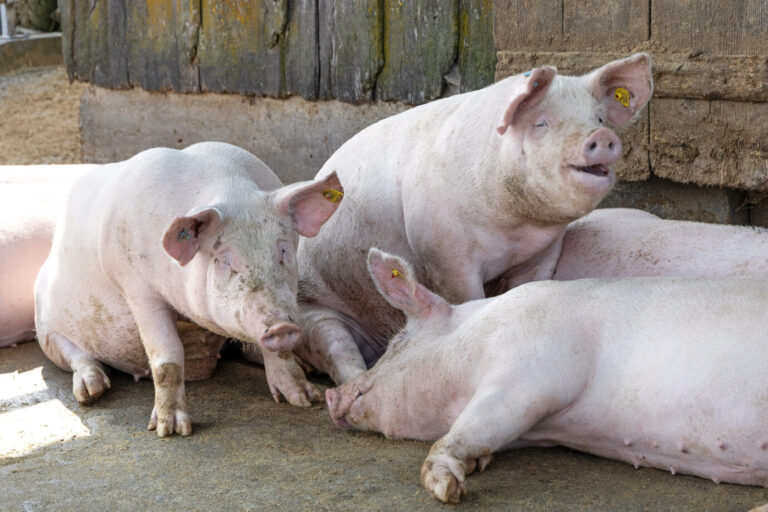 Mastschweine: Welches Verhältnis hat der Mensch zum Nutztier? Foto: picture alliance / Weingartner-Foto / picturedesk.com | -