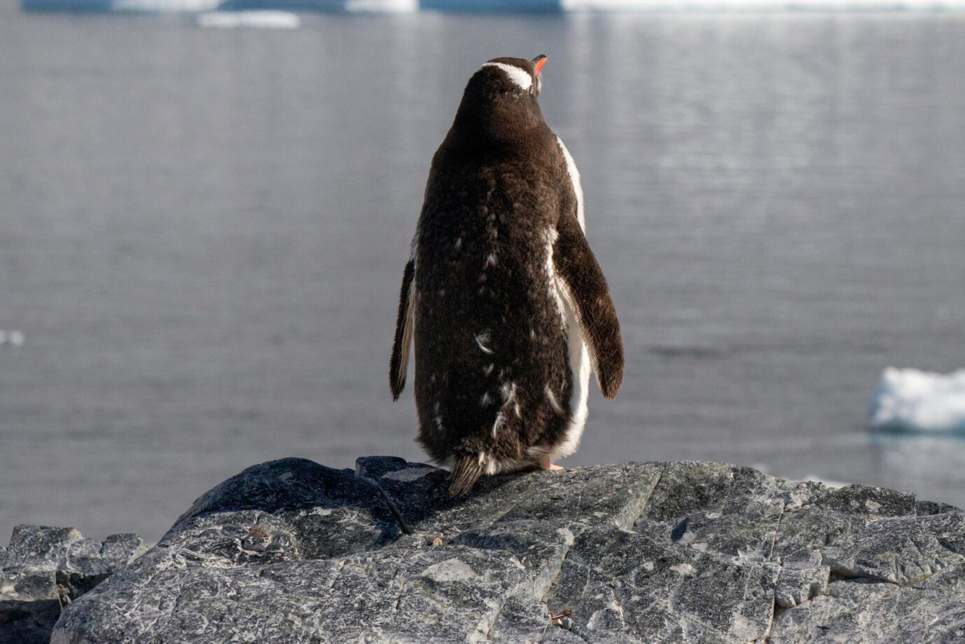 Das Bild zeigt einen Pinguin. Es ist ein Symbolbild für einen Text zum Thema Klima.
